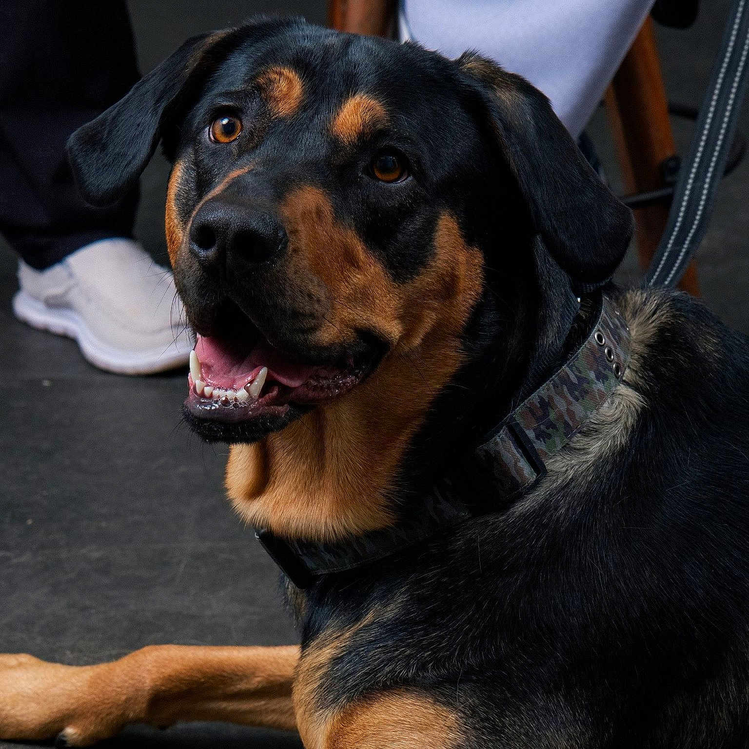 Velcro is registered to the contest to win money with this photo: dog, rottweiler, pet, animal, collar, black_and_tan, canine, leash, floor, indoor, happy, looking_up, ears, mouth_open, fur, domestic_animal, muzzle, eyes, paw, companion