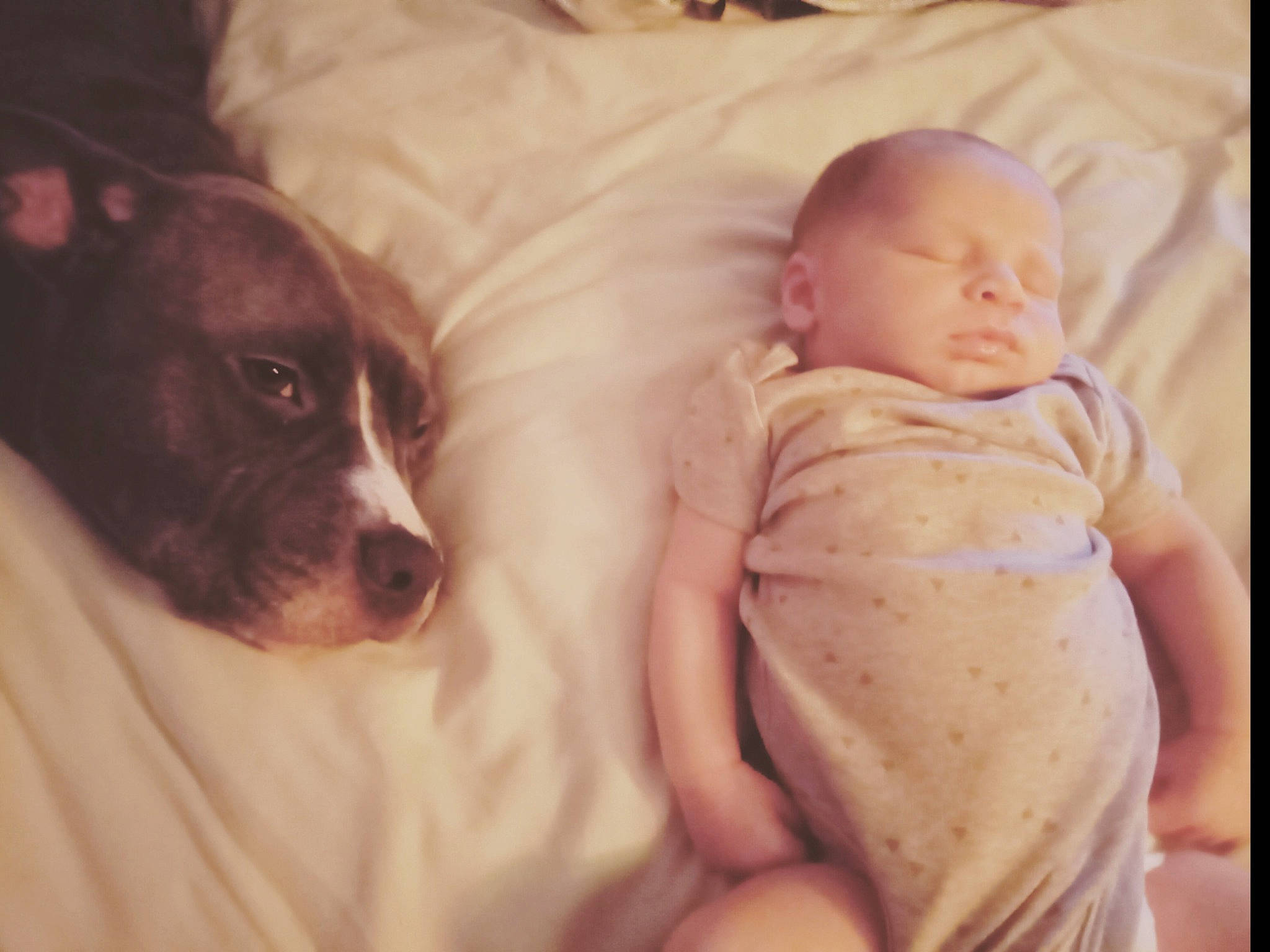 Giovanni joined the competition — help win amazing prizes! abdomen, baby, baby_sleeping, bedding, bedtime, carnivore, child, comfort, companion_dog, couch, dog, dog_breed, flesh, fur, happy, linens, person, pillow, toddler, toy_dog