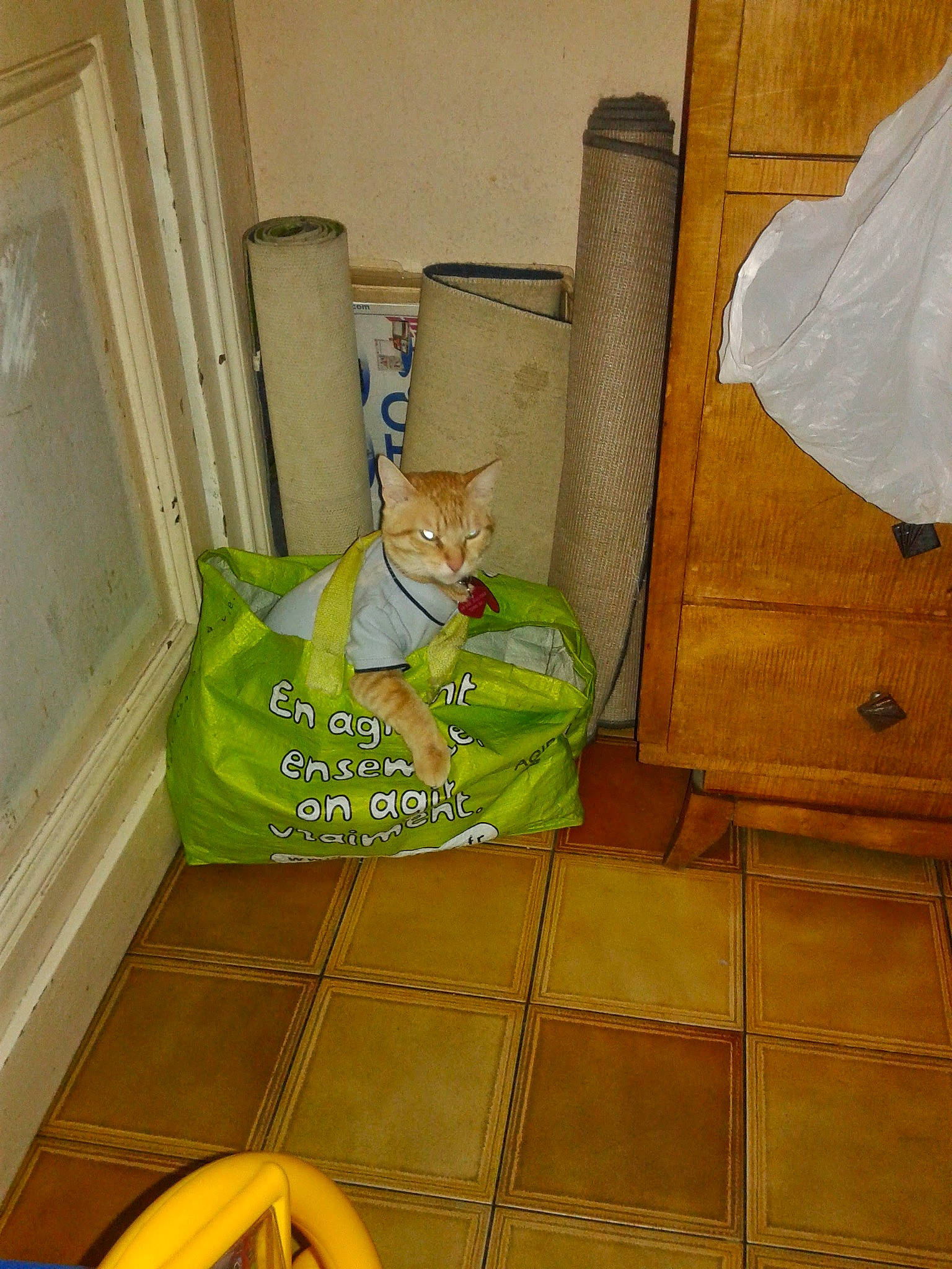 Crassou a rejoint le concours — aidez-le/la à gagner de superbes lots ! carnivore, comfort, companion_dog, dog, dog_breed, dog_supply, fawn, felidae, floor, flooring, hardwood, house, laundry_basket, linens, pet_supply, room, tile_flooring, toy, wood, yellow