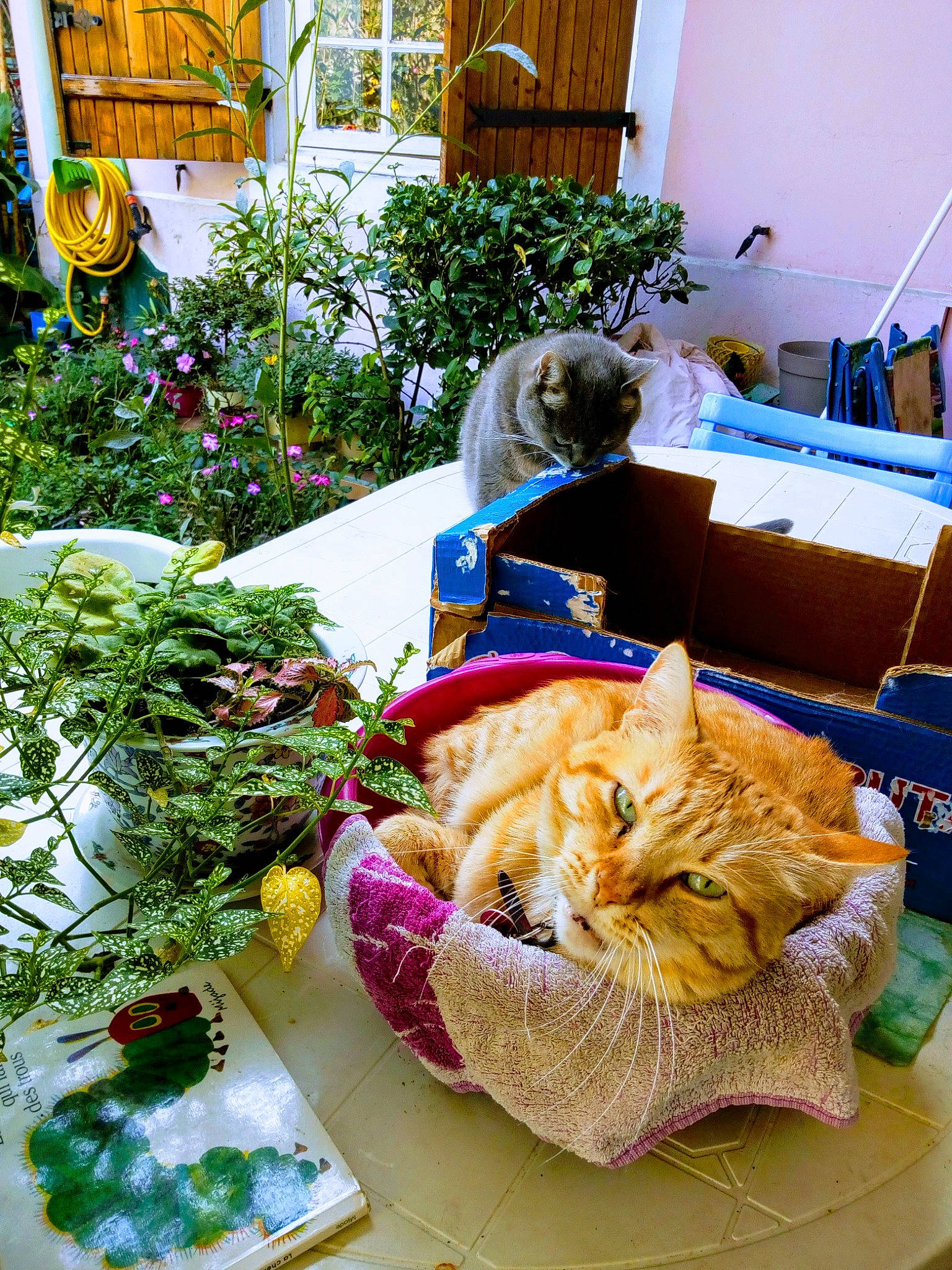 Crassou participe au concours pour gagner de l'argent avec cette photo : annual_plant, blue, carnivore, cat, comfort, event, fawn, felidae, flower, flowerpot, food, grass, green, houseplant, ingredient, leaf_vegetable, linens, plant, small_to_medium_sized_cats, whiskers