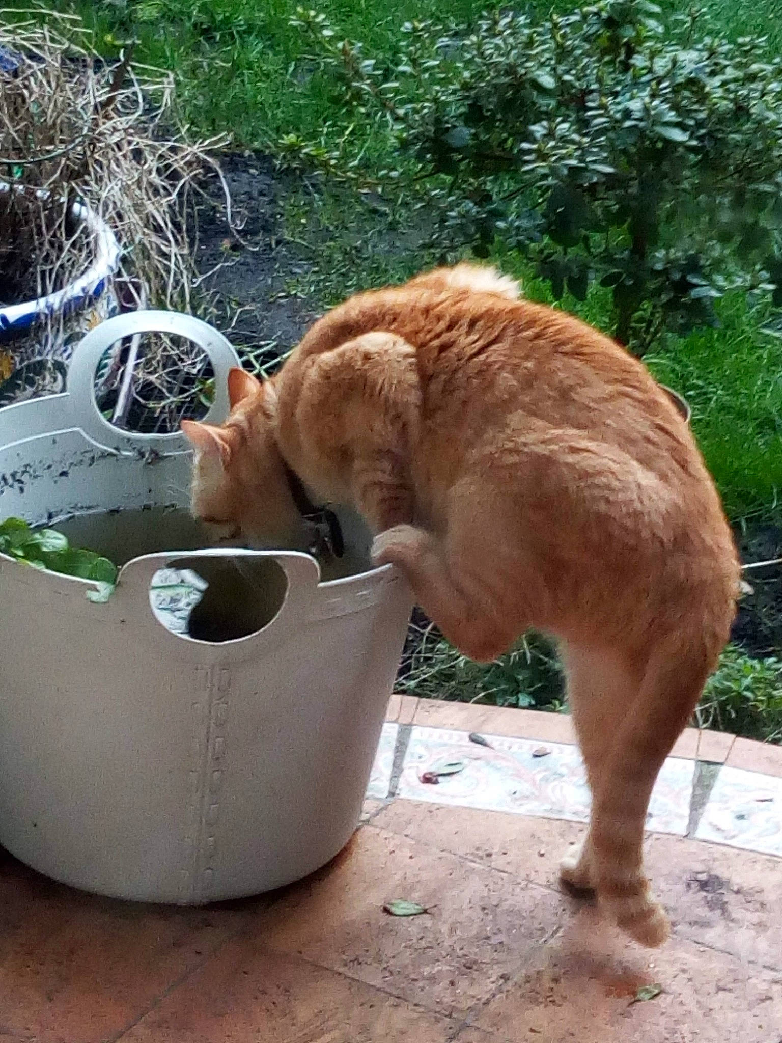 Crassou participe au concours pour gagner de l'argent avec cette photo : bucket, carnivore, companion_dog, dog, dog_breed, fawn, felidae, flowerpot, gas, grass, pet_supply, plant, small_to_medium_sized_cats, soil, tail, terrestrial_animal, waste_container, waste_containment, water, whiskers