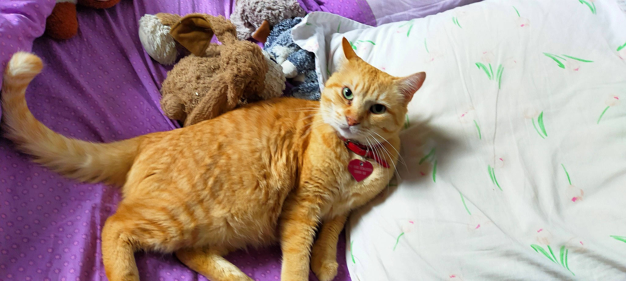 Crassou a rejoint le concours — aidez-le/la à gagner de superbes lots ! carnivore, cat, claw, comfort, domestic_short_haired_cat, fawn, felidae, fur, linens, mammal, paw, small_to_medium_sized_cats, snout, stuffed_toy, tail, terrestrial_animal, toy, vertebrate, whiskers, wood