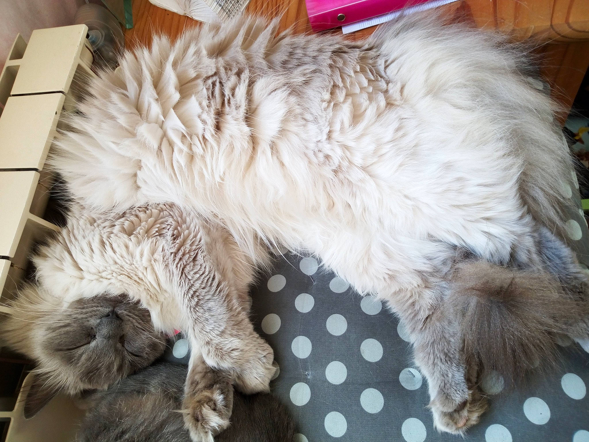 Nouchka a rejoint le concours — aidez-le/la à gagner de superbes lots ! bed, canidae, carnivore, cat, claw, comfort, companion_dog, dog_breed, fawn, felidae, fur, nap, pattern, paw, sleep, small_to_medium_sized_cats, snout, sporting_group, tail, whiskers