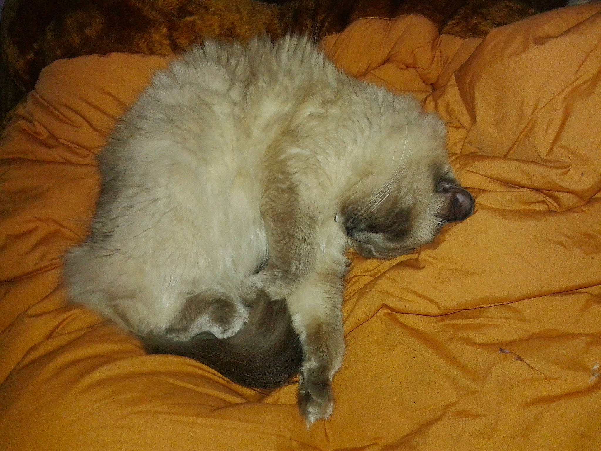 Nouchka participe au concours pour gagner de l'argent avec cette photo : balinese, canidae, carnivore, cat, claw, comfort, companion_dog, couch, dog_breed, fawn, felidae, fur, nap, non_sporting_group, paw, small_to_medium_sized_cats, tail, terrestrial_animal, whiskers, working_animal