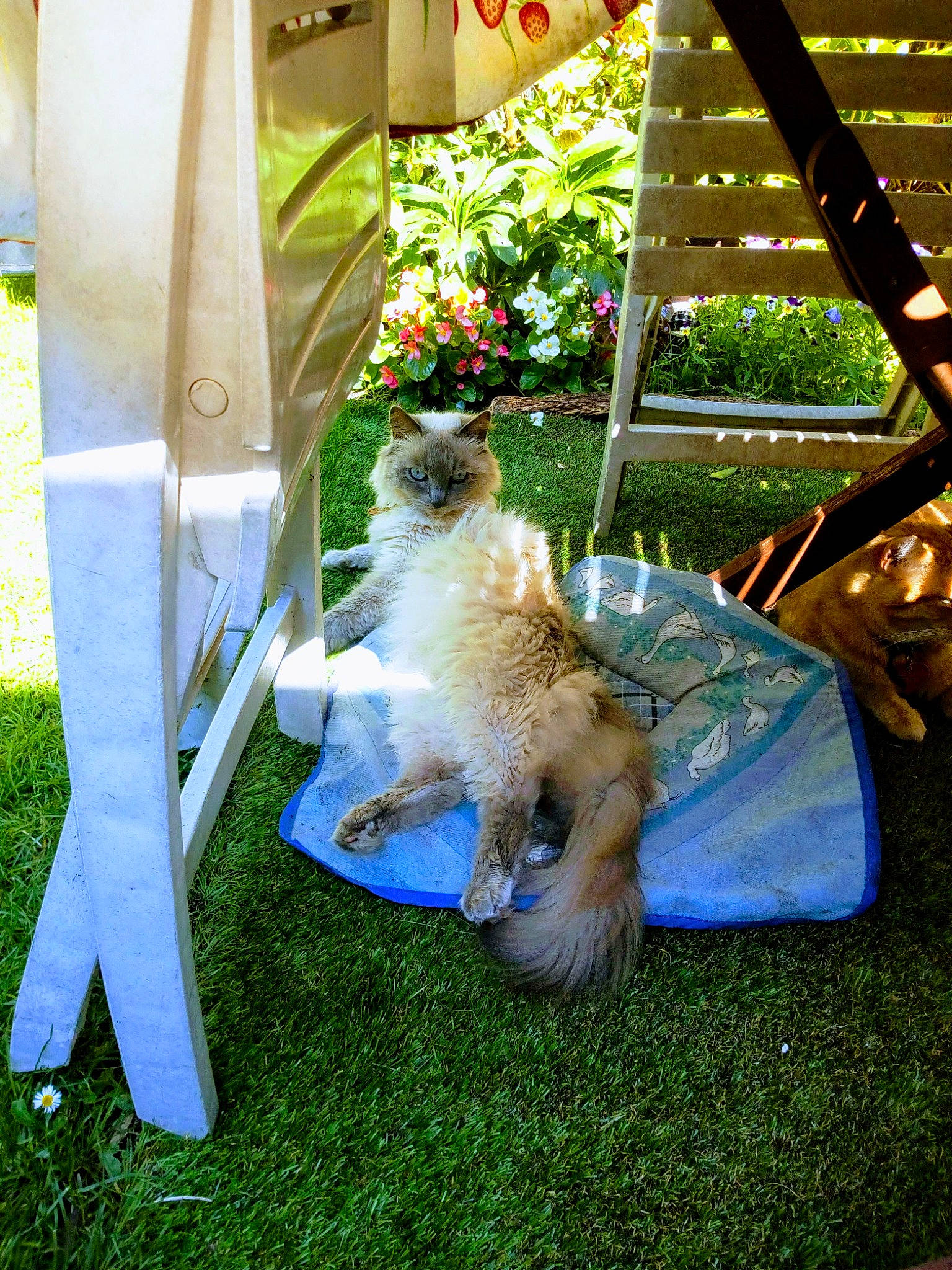 Nouchka participe au concours pour gagner de l'argent avec cette photo : backyard, canidae, carnivore, cat, chair, companion_dog, dog_breed, fashion_accessory, fawn, felidae, grass, leisure, plant, small_terrier, small_to_medium_sized_cats, sporting_group, tail, textile, toy_dog, yard