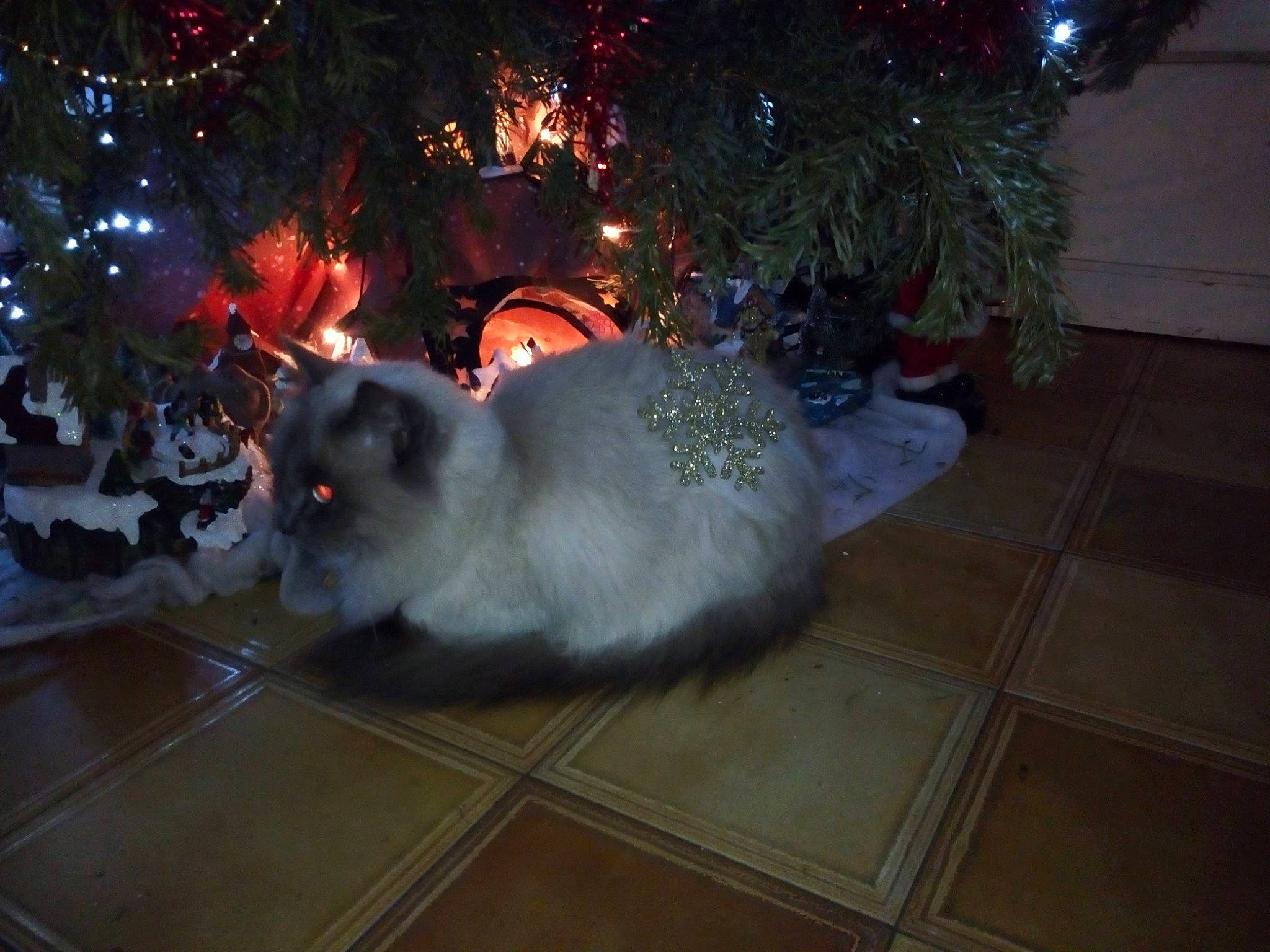 Nouchka participe au concours pour gagner de l'argent avec cette photo : carnivore, cat, christmas_decoration, christmas_ornament, christmas_tree, event, fawn, felidae, flooring, holiday, holiday_ornament, light, ornament, plant, small_to_medium_sized_cats, tail, tree, whiskers, window, wood