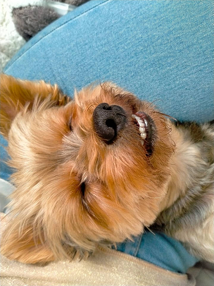 Chloé a rejoint le concours — aidez-le/la à gagner de superbes lots ! biewer_terrier, canidae, carnivore, companion_dog, dog, dog_breed, dog_supply, fawn, fur, liver, maltepoo, paw, puppy, small_terrier, snout, sporting_group, terrestrial_animal, terrier, toy_dog, working_animal