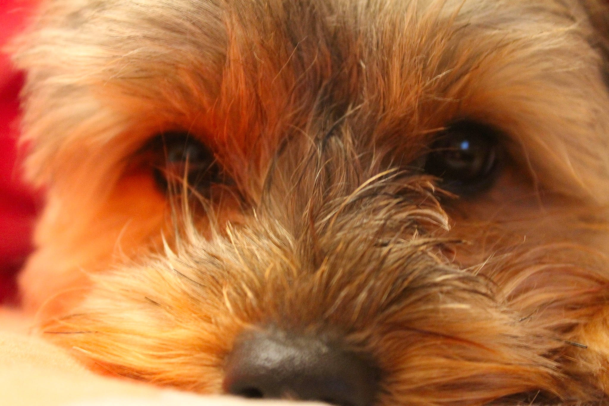 Chloé a rejoint le concours — aidez-le/la à gagner de superbes lots ! canidae, carnivore, close_up, companion_dog, dog, dog_breed, fawn, fur, liver, maltepoo, mammal, small_terrier, snout, sporting_group, terrier, toy, toy_dog, vertebrate, whiskers, working_animal