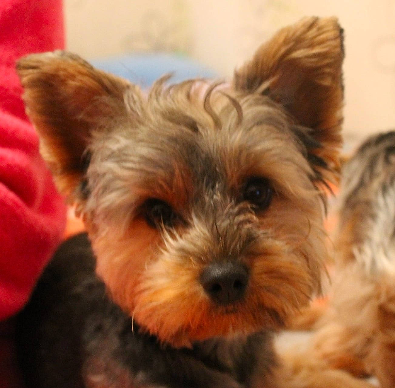 Chloé participe au concours pour gagner de l'argent avec cette photo : biewer_terrier, canidae, carnivore, companion_dog, dog, dog_breed, dog_supply, fawn, fur, maltepoo, non_sporting_group, small_terrier, snout, sporting_group, terrestrial_animal, terrier, toy_dog, water_dog, working_animal, yorkipoo