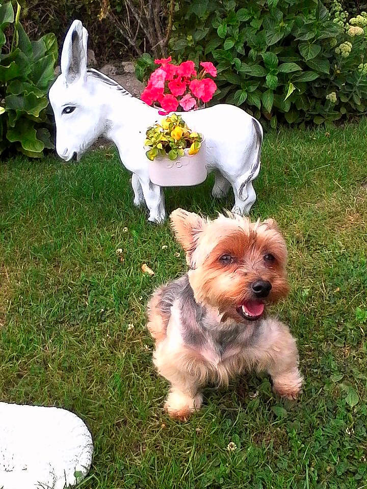 Chloé participe au concours pour gagner de l'argent avec cette photo : canidae, carnivore, companion_dog, dog, dog_breed, dog_supply, fawn, flower, garden, grass, groundcover, lawn, lawn_ornament, mammal, petal, plant, sporting_group, toy_dog, vertebrate, working_animal