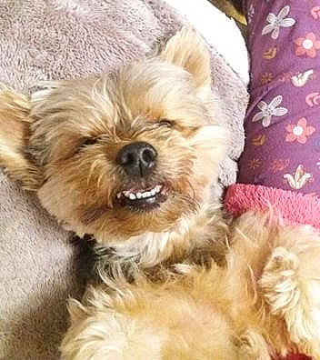 Chloé a rejoint le concours — aidez-le/la à gagner de superbes lots ! biewer_terrier, carnivore, companion_dog, dog, dog_breed, dog_supply, fur, liver, maltepoo, non_sporting_group, puppy_love, small_terrier, snout, sporting_group, terrestrial_animal, terrier, toy_dog, water_dog, working_animal, yorkipoo