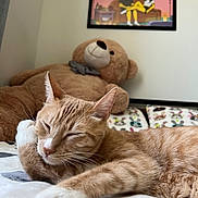 Archie is registered to the contest to win money with this photo: cat, orange_tabby, sleeping, bed, blanket, teddy_bear, stuffed_animal, pillow, indoor, home, wall_art, framed_picture, cartoon, relaxation, cozy, pet, animal, feline, cute, resting