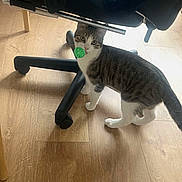 Cookie participe au concours pour gagner de l'argent avec cette photo : cat, tabby_cat, white_paws, green_toy, office_chair, rolling_chair, wooden_floor, indoor, home, pet, animal, standing, curious, looking_at_camera, striped_fur, tail, whiskers, furniture, floor, social_media_story