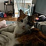 cat, calico_cat, indoor, bed, furniture, chair, desk, wooden_floor, plush_toy, blanket, clothing, relaxing, pet, domestic_animal, casual, home, soft_light, animal, comfort, resting