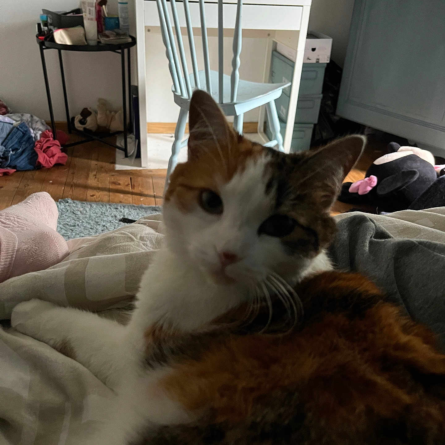 Punk a rejoint le concours — aidez-le/la à gagner de superbes lots ! animal, bed, blanket, calico_cat, casual, cat, chair, clothing, comfort, desk, domestic_animal, furniture, home, indoor, pet, plush_toy, relaxing, resting, soft_light, wooden_floor