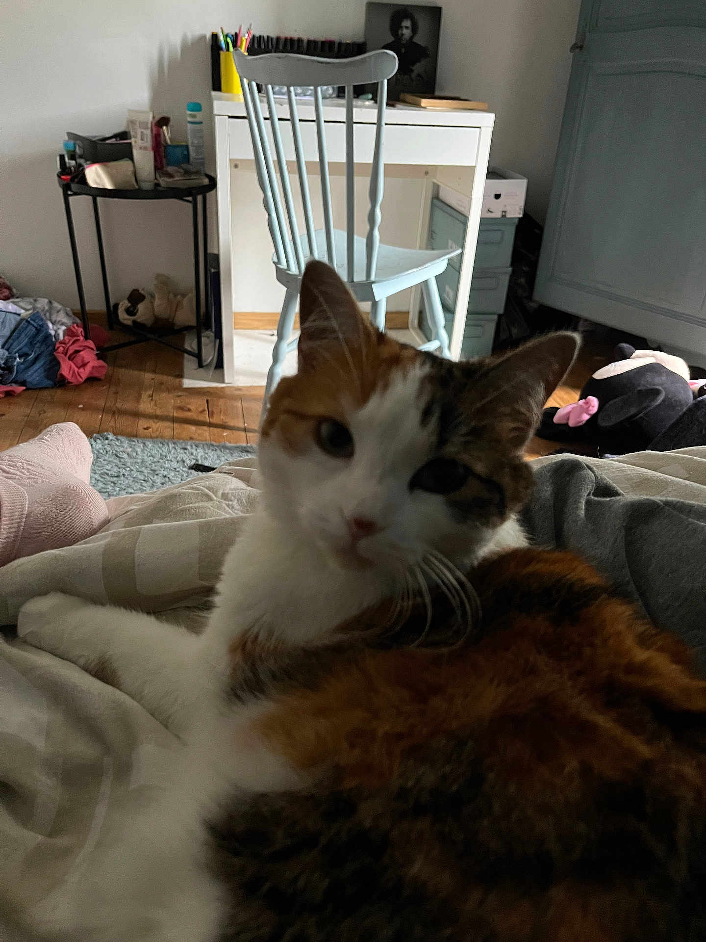 Punk a rejoint le concours — aidez-le/la à gagner de superbes lots ! cat, calico_cat, indoor, bed, furniture, chair, desk, wooden_floor, plush_toy, blanket, clothing, relaxing, pet, domestic_animal, casual, home, soft_light, animal, comfort, resting