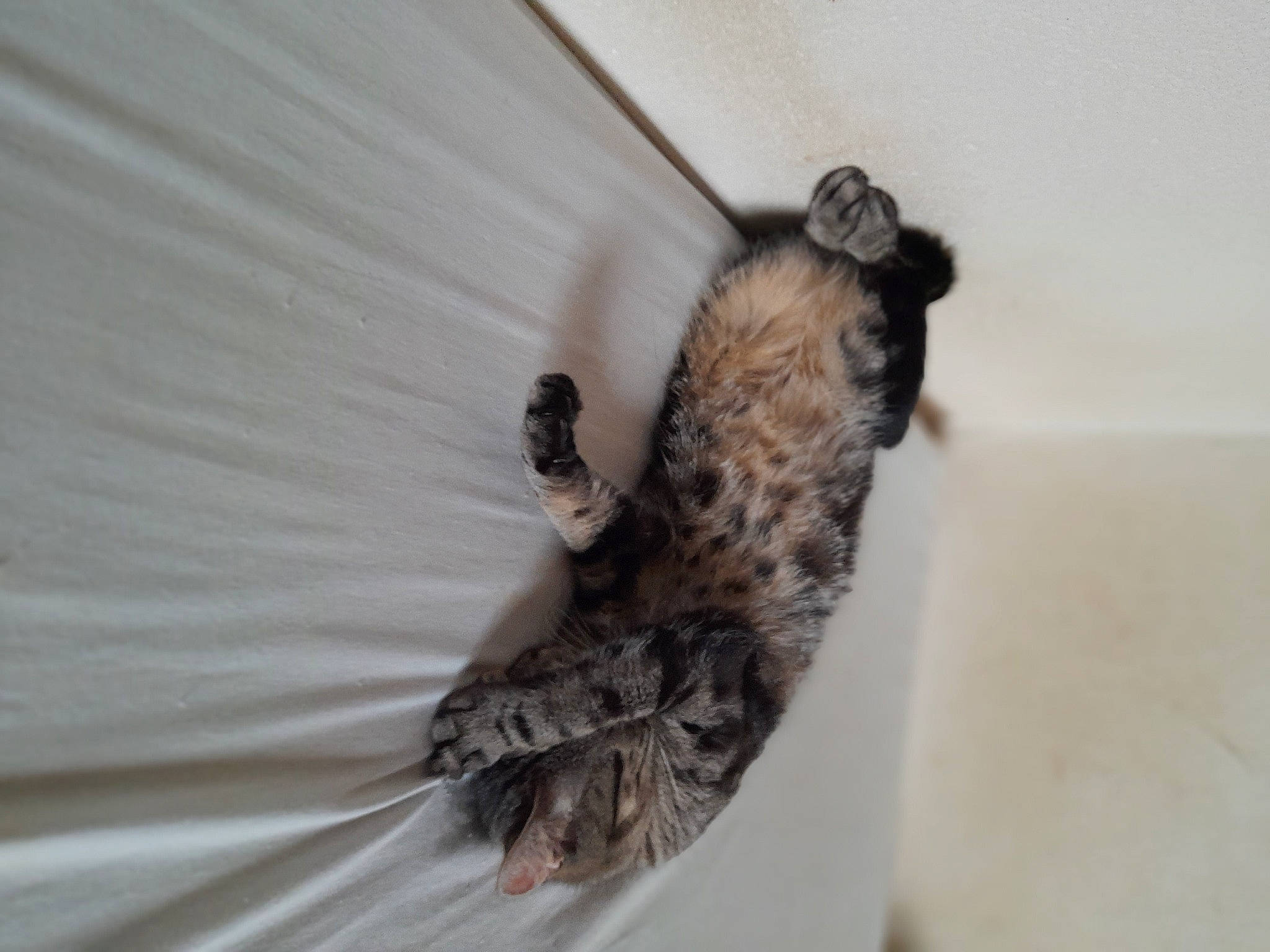 Grizzli a rejoint le concours — aidez-le/la à gagner de superbes lots ! arthropod, carnivore, felidae, fur, insect, invertebrate, membrane_winged_insect, moth, moths_and_butterflies, net_winged_insects, parasite, pest, pollinator, small_to_medium_sized_cats, snout, tail, terrestrial_animal, wildlife, wing, wood