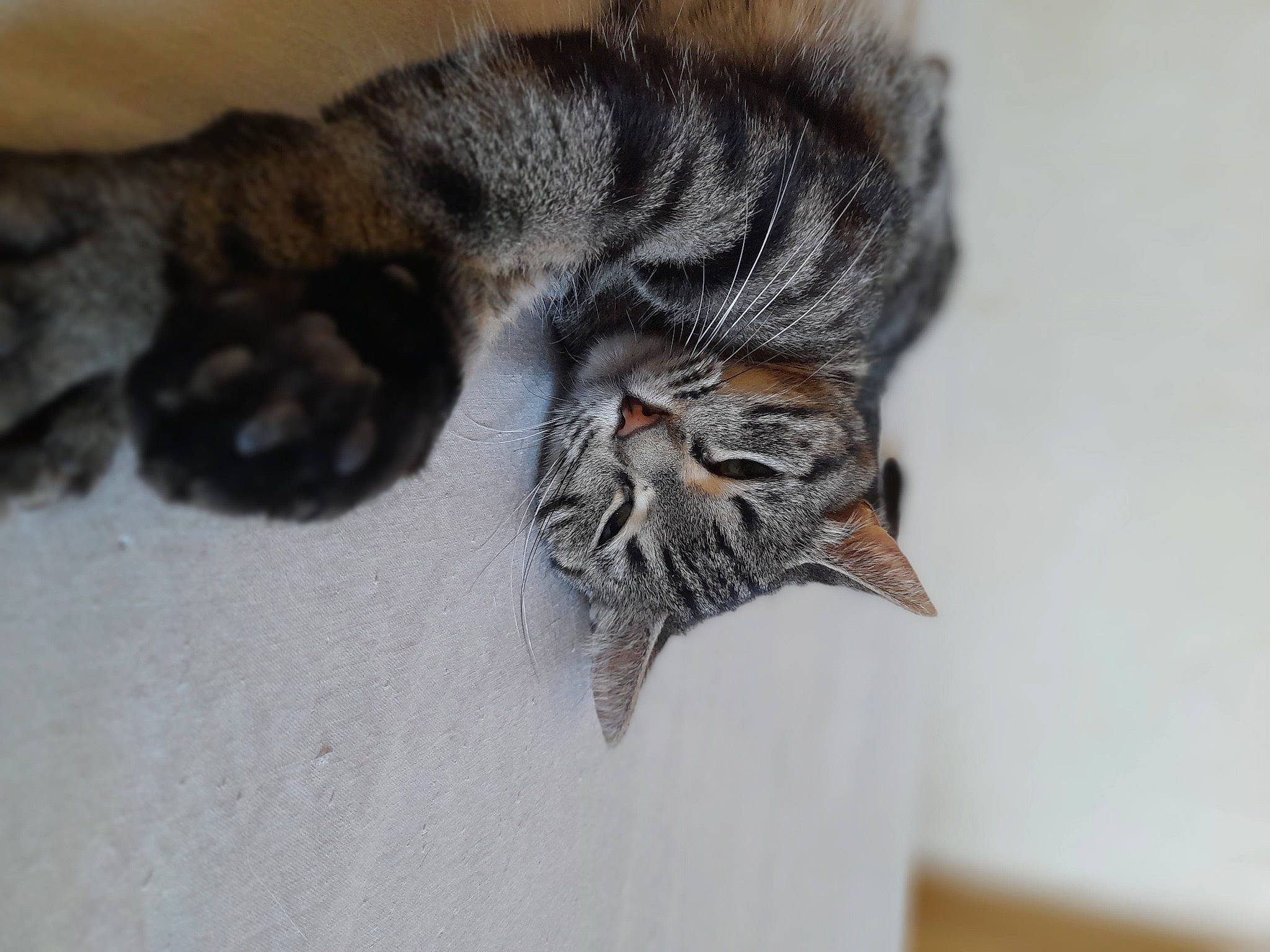 Grizzli a rejoint le concours — aidez-le/la à gagner de superbes lots ! art, carnivore, cat, claw, close_up, domestic_short_haired_cat, eye, felidae, fur, paw, small_to_medium_sized_cats, snout, tail, terrestrial_animal, whiskers, wildlife, wood