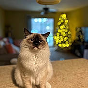 Waylon is registered to the contest to win money with this photo: animal, blue_eyes, blurred_background, bokeh, cat, christmas_tree, countertop, cozy, cute, decorations, domestic_animal, feline, fluffy, holiday, indoor, living_room, pet, portrait, sitting, warm_lighting