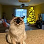 animal, blue_eyes, blurred_background, bokeh, cat, christmas_tree, countertop, cozy, cute, decorations, domestic_animal, feline, fluffy, holiday, indoor, living_room, pet, portrait, sitting, warm_lighting