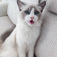 Zloty a rejoint le concours — aidez-le/la à gagner de superbes lots ! cat, blue_eyes, fluffy, white_fur, gray_fur, pink_nose, sitting, mouth_open, whiskers, indoor, couch, beige, textured_fabric, pet, cute, animal, feline, portrait, close_up, cozy