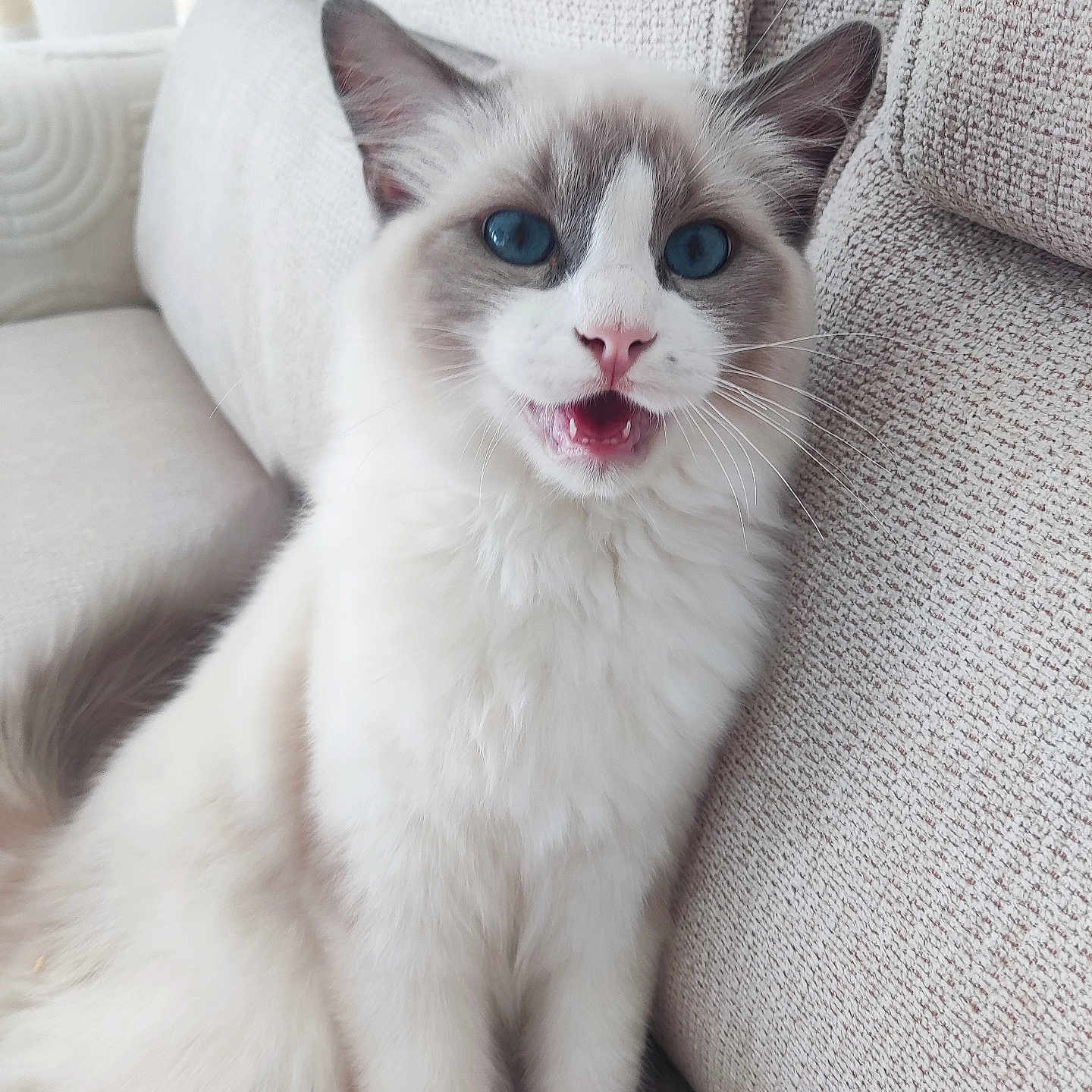 Zloty a rejoint le concours — aidez-le/la à gagner de superbes lots ! animal, beige, blue_eyes, cat, close_up, couch, cozy, cute, feline, fluffy, gray_fur, indoor, mouth_open, pet, pink_nose, portrait, sitting, textured_fabric, whiskers, white_fur