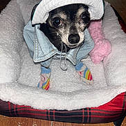 Dory is registered to the contest to win money with this photo: dog, small_dog, chihuahua, hat, cap, denim_jacket, socks, pet_bed, plush_bed, toy_bone, indoor, wooden_floor, cute, pet_clothing, looking_up, black_and_white_dog, cozy, animal, domestic_animal, accessories