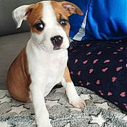 Alma a rejoint le concours — aidez-le/la à gagner de superbes lots ! blanket, blue_shirt, brown_and_white, couch, cozy, curious, dog, ear, fur, home, indoor, nose, paw, person, pet, polka_dot_pants, puppy, sitting, star_pattern, young_dog