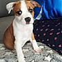 blanket, blue_shirt, brown_and_white, couch, cozy, curious, dog, ear, fur, home, indoor, nose, paw, person, pet, polka_dot_pants, puppy, sitting, star_pattern, young_dog