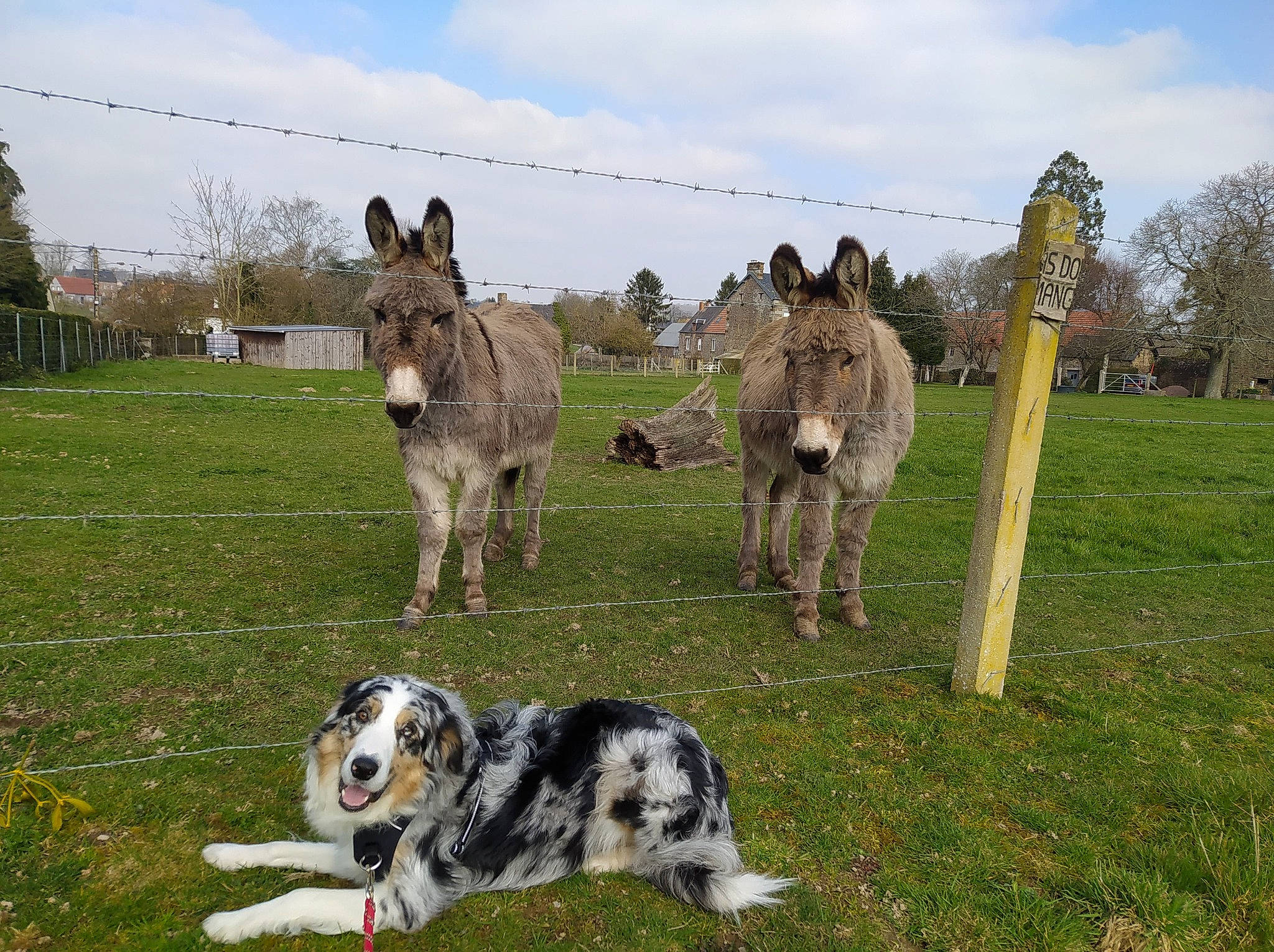Pasha participe au concours pour gagner de l'argent avec cette photo : australian_cattle_dog, canidae, carnivore, cloud, companion_dog, dog, dog_breed, grass, grassland, herding_dog, landscape, mammal, meadow, plant, sky, snout, terrestrial_animal, tree, vertebrate, working_animal