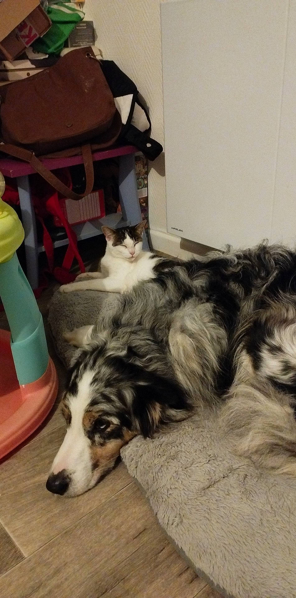 Pasha participe au concours pour gagner de l'argent avec cette photo : border_collie, borzoi, canidae, carnivore, cat, chair, comfort, companion_dog, dog, dog_breed, felidae, fur, herding_dog, room, rough_collie, scotch_collie, small_to_medium_sized_cats, sporting_group, whiskers, working_animal