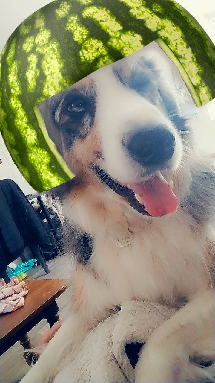 Pasha participe au concours pour gagner de l'argent avec cette photo : canidae, carnivore, collar, companion_dog, dog, dog_breed, dog_collar, eyewear, fang, fashion_accessory, fawn, fur, happy, paw, plant, snout, sporting_group, table, whiskers, working_dog