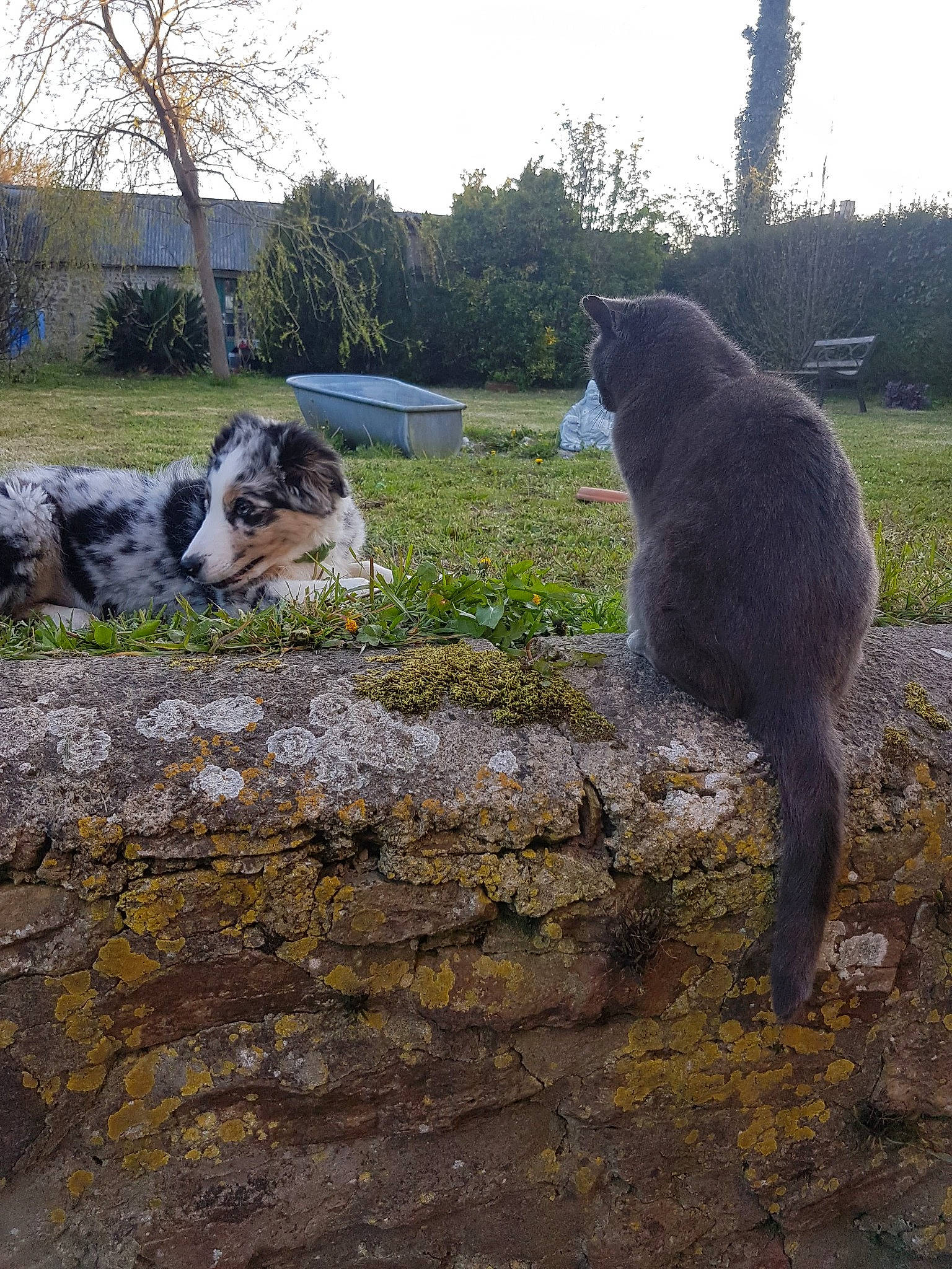 Pasha a rejoint le concours — aidez-le/la à gagner de superbes lots ! bedrock, canidae, carnivore, cat, fawn, felidae, fur, grass, grey, groundcover, plant, sitting, sky, small_to_medium_sized_cats, snout, tail, terrestrial_animal, tree, whiskers, wildlife