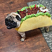 Taco Bell joined the competition — help win amazing prizes! dog, pug, costume, taco, pet, indoor, floor, wooden_floor, rug, small_dog, cute, animal, looking_up, funny, dress_up, mouth_open, ears, tail, texture, colorful