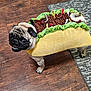 dog, pug, costume, taco, pet, indoor, floor, wooden_floor, rug, small_dog, cute, animal, looking_up, funny, dress_up, mouth_open, ears, tail, texture, colorful