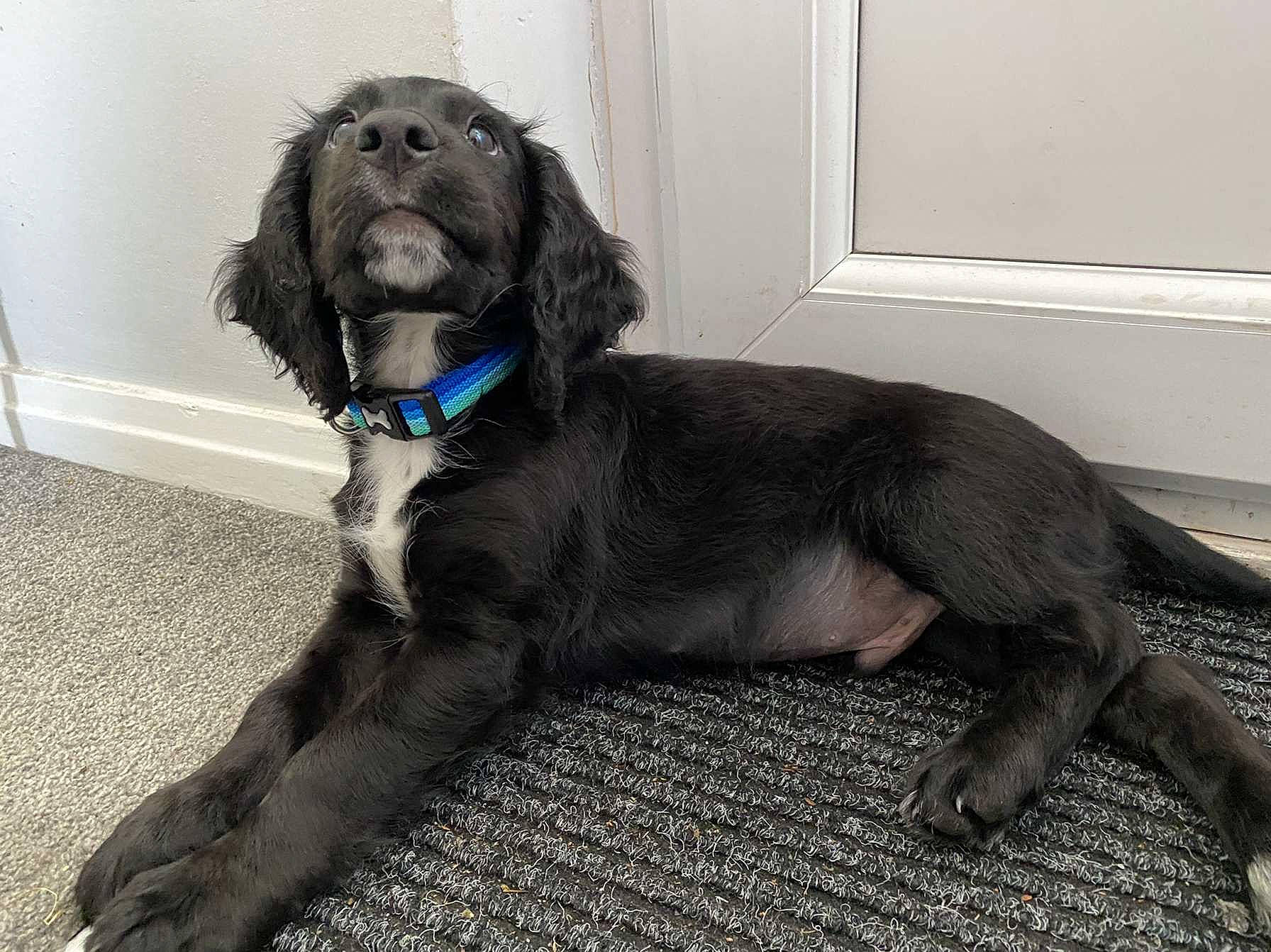 Milo joined the competition — help win amazing prizes! borador, canidae, carnivore, collar, companion_dog, dog, dog_breed, dog_collar, dog_supply, fur, gun_dog, hunting_dog, liver, snout, spaniel, sporting_group, tail, terrestrial_animal, window, working_animal