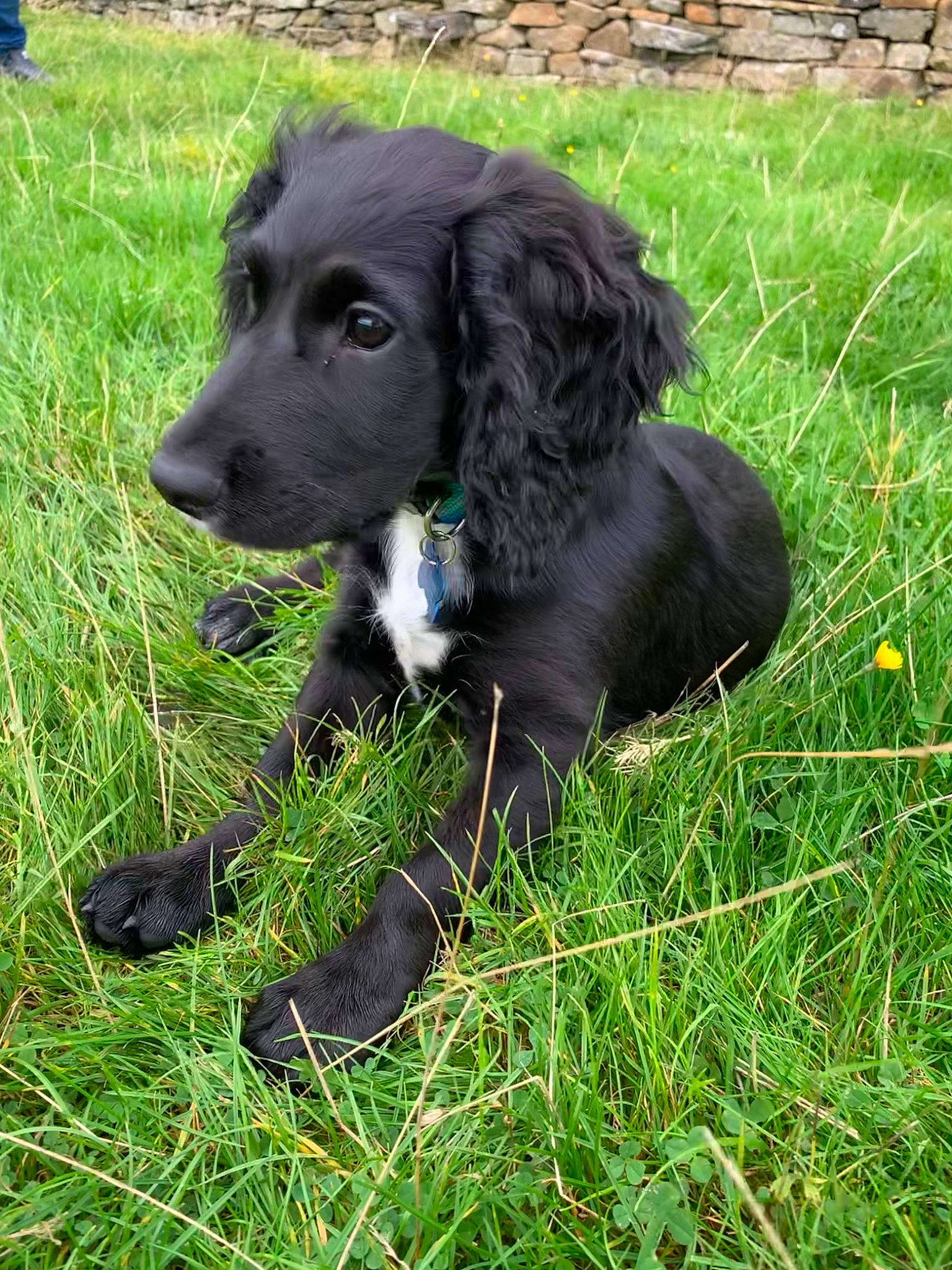 Milo is registered to the contest to win money with this photo: borador, canidae, carnivore, companion_dog, dog, dog_breed, fur, grass, grassland, groundcover, gun_dog, lawn, liver, plant, retriever, snout, spaniel, sporting_group, terrestrial_animal, working_animal