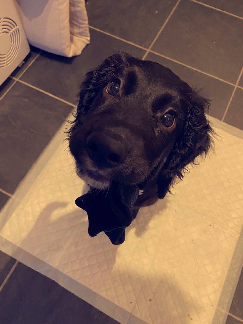 Milo is registered to the contest to win money with this photo: borador, canidae, carnivore, companion_dog, dog, dog_breed, dog_collar, floor, flooring, fur, gun_dog, liver, pet_supply, retriever, snout, spaniel, sporting_group, square, whiskers, working_animal