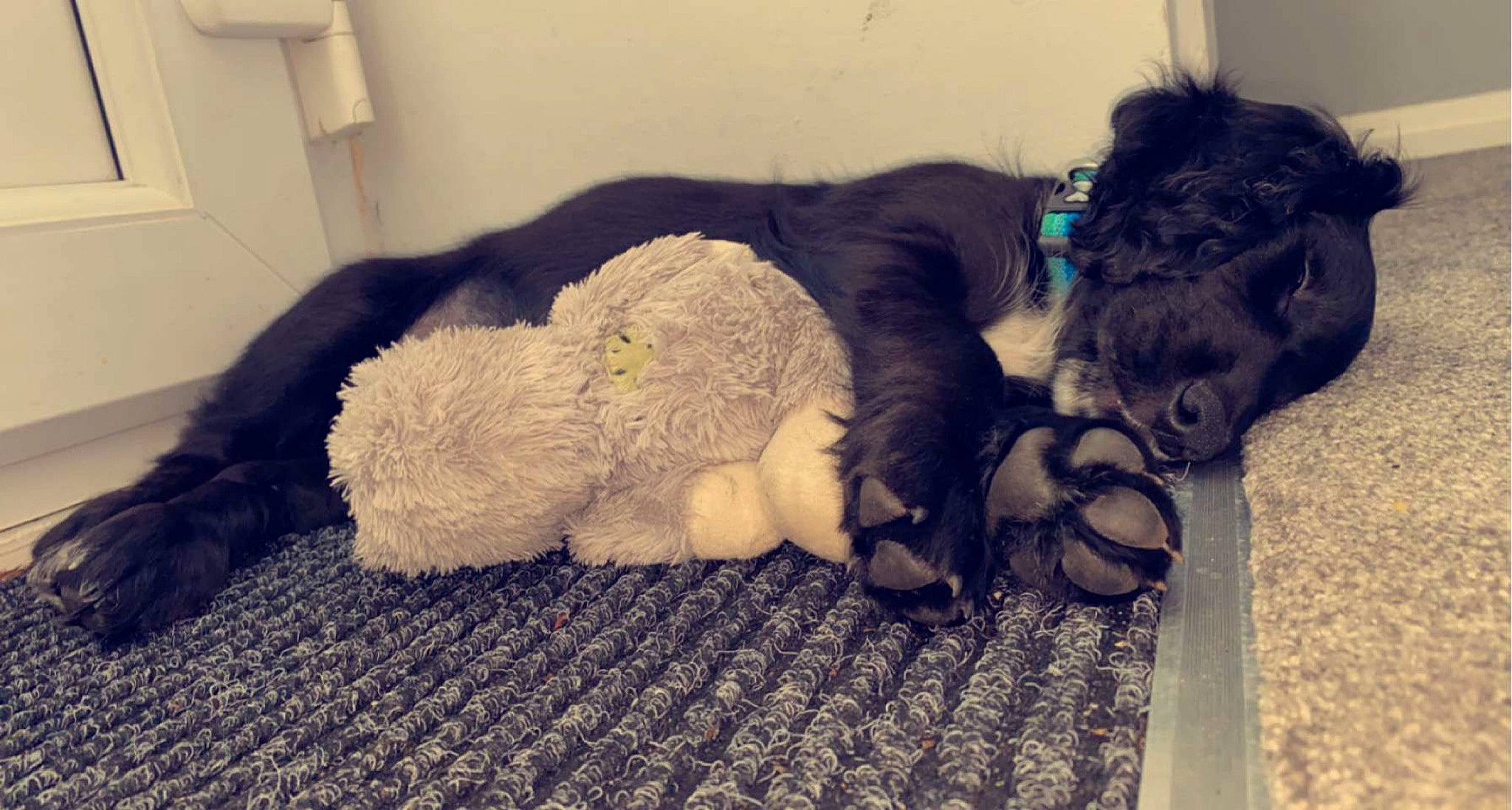 Milo joined the competition — help win amazing prizes! canidae, carnivore, comfort, companion_dog, dog, dog_breed, fawn, felidae, flooring, fur, nap, small_to_medium_sized_cats, snout, sporting_group, stuffed_toy, tail, toy, vertebrate, wool, woolen