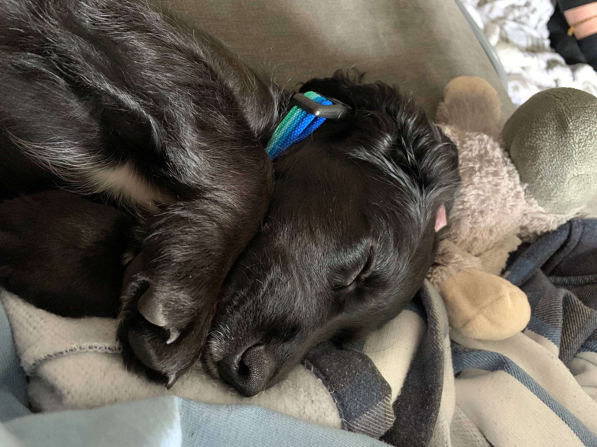 Milo joined the competition — help win amazing prizes! canidae, carnivore, claw, comfort, companion_dog, dog, dog_breed, felidae, fur, mammal, nap, sleep, small_to_medium_sized_cats, snout, sporting_group, tail, toy, vertebrate, whiskers, working_animal