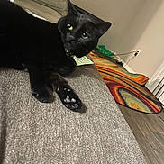 Nyx joined the competition — help win amazing prizes! black_cat, cat, feline, green_eyes, pet, animal, sitting, lounging, couch, sofa, paw_pads, whiskers, pointed_ears, fur, indoor, living_room, colorful_rug, home_decor, relaxed, portrait