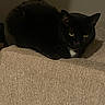 Nyx joined the competition — help win amazing prizes! black_cat, cat, feline, pet, animal, indoors, couch, sofa, beige_fabric, resting, lying_down, green_eyes, yellow_eyes, whiskers, pointed_ears, short_hair, dark_fur, portrait, cozy, home