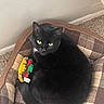Nyx is registered to the contest to win money with this photo: black_cat, cat, pet, feline, green_eyes, pointed_ears, whiskers, fur, lying_down, resting, pet_bed, plaid, toy, colorful_toy, indoor, carpet, home, corner, portrait, cozy