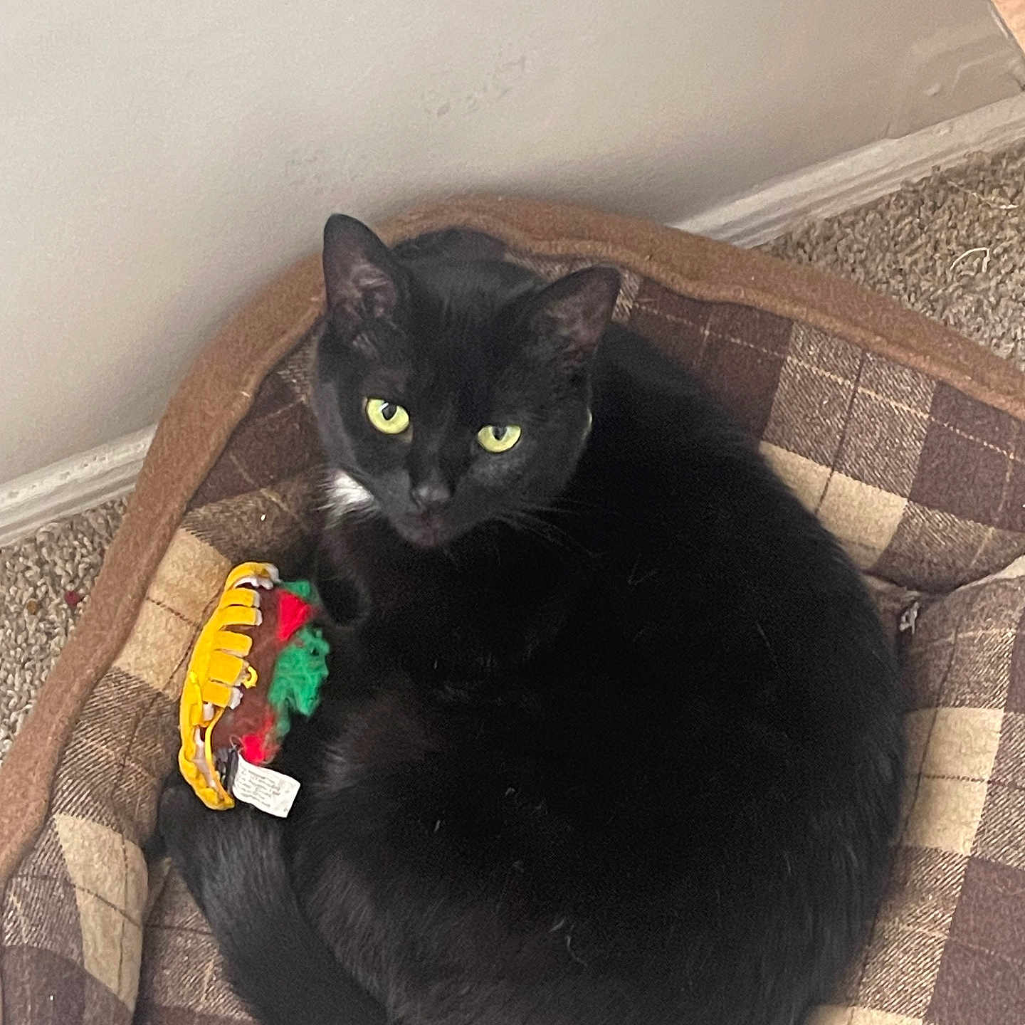 Nyx