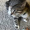 Artemis joined the competition — help win amazing prizes! cat, tabby_cat, pet, animal, feline, indoor, carpet, toy, ribbons, collar, whiskers, paws, curious, playful, fur, striped, closeup, mammal, domestic_animal, relaxed