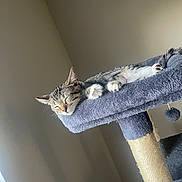 Artemis joined the competition — help win amazing prizes! cat, tabby, sleeping, cat_tree, indoor, pet, cozy, resting, feline, fur, animal, paw, whiskers, relaxed, home, gray, soft, cute, quiet, peaceful