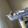 cat, tabby, sleeping, cat_tree, indoor, pet, cozy, resting, feline, fur, animal, paw, whiskers, relaxed, home, gray, soft, cute, quiet, peaceful