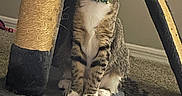 Artemis is registered to the contest to win money with this photo: cat, kitten, tabby, scratching_post, carpet, indoor, pet, feline, collar, curious, sitting, young_animal, whiskers, paws, tail, household, fur, playful, domestic_cat, cute