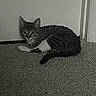 Artemis joined the competition — help win amazing prizes! cat, tabby, pet, animal, indoor, carpet, white_paws, curious, feline, resting, door, home, cute, small, young_cat, looking, fur, whiskers, ears, tail