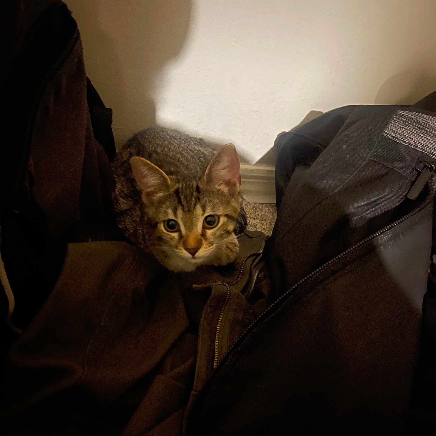 Artemis